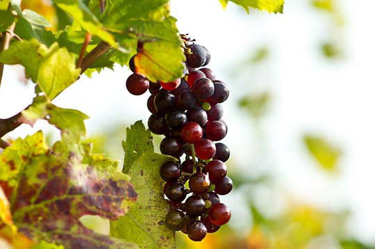 手机号测压在线